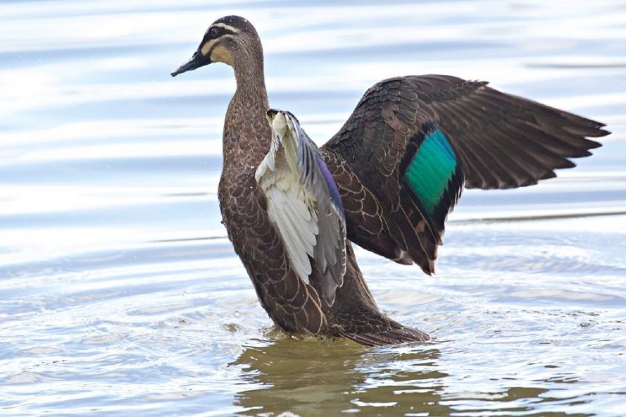 Healthy Pacific Black Duck.  Photo: Kim Wormald